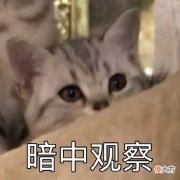 【游戏迷】沉静许久的EVE手游重现活力，然而如今已经看不到PIBC的身影了