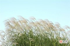 梦见芦苇_做梦梦到芦苇是什么意思