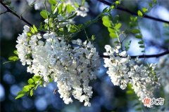 梦见槐花、洋槐花_做梦梦到槐花、洋槐花是什么意思