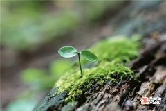梦见种子发芽_做梦梦到种子发芽是什么意思
