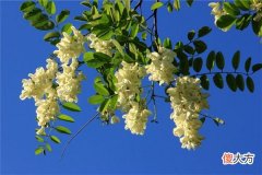 梦见槐花_做梦梦到槐花是什么意思