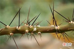 梦见荆棘_做梦梦到荆棘是什么意思