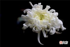 梦见白菊花_做梦梦到白菊花是什么意思