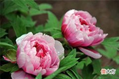 梦见牡丹开花_做梦梦到牡丹开花是什么意思