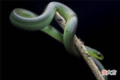 梦见打蛇_做梦梦到打蛇是什么意思