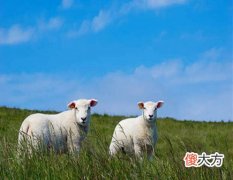 属羊的男人感情弱点