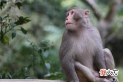 一月出生的属猴人命运好吗