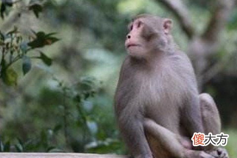 一月出生的属猴人命运好吗