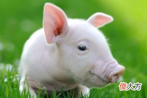 一月出生的属猪人命运好吗