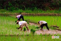 梦见耕种、种田_做梦梦到耕种、种田是什么意思