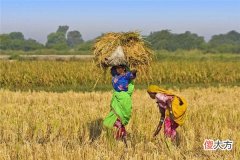 梦见劳动_做梦梦到劳动是什么意思
