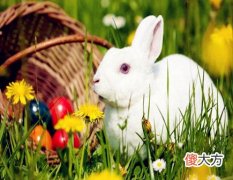 属兔什么时辰出生命苦
