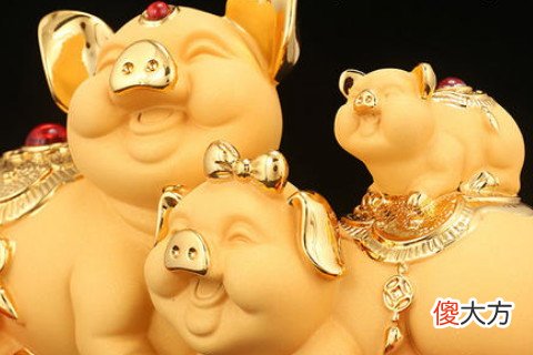 五月出生的属猪人命运好吗