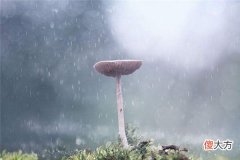 梦见下雨_做梦梦到下雨是什么意思