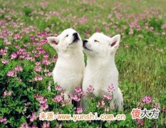 属狗纹身纹什么旺财