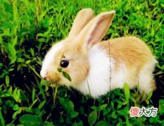 属兔人适合开什么店