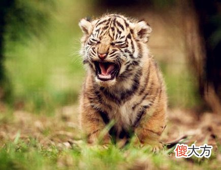 属虎人适合开什么店