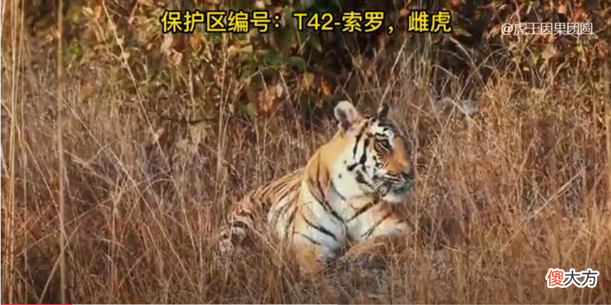 【爱历史】太子入侵失败，被虎王麻木打了一顿【虎王战记45】