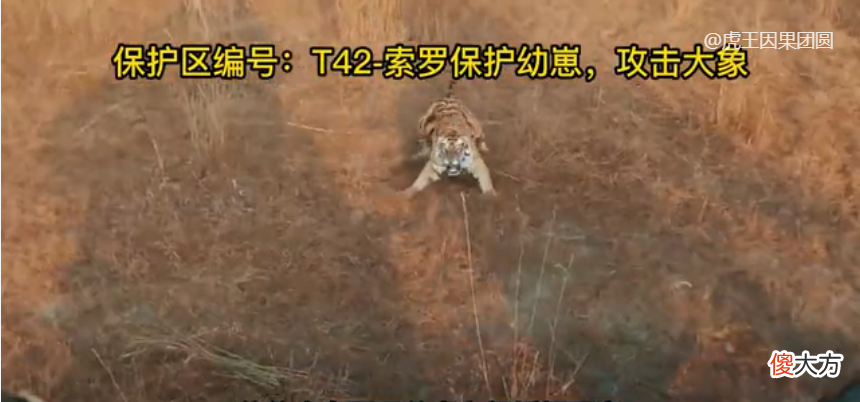 【爱历史】太子入侵失败，被虎王麻木打了一顿【虎王战记45】