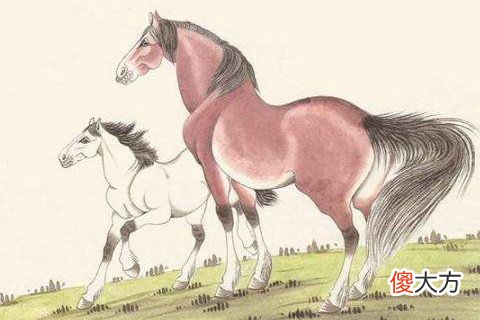 八月出生的属马人命运好吗