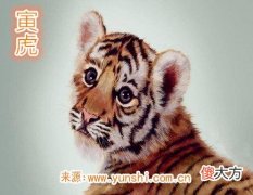 属虎人一生有哪些灾难