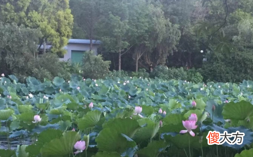 2019年属鼠人哪几个月财运最好