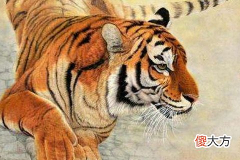 十一月出生的属虎人命运好吗