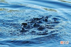 梦见海水_做梦梦到海水是什么意思