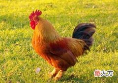 属鸡的桃花运在几月份