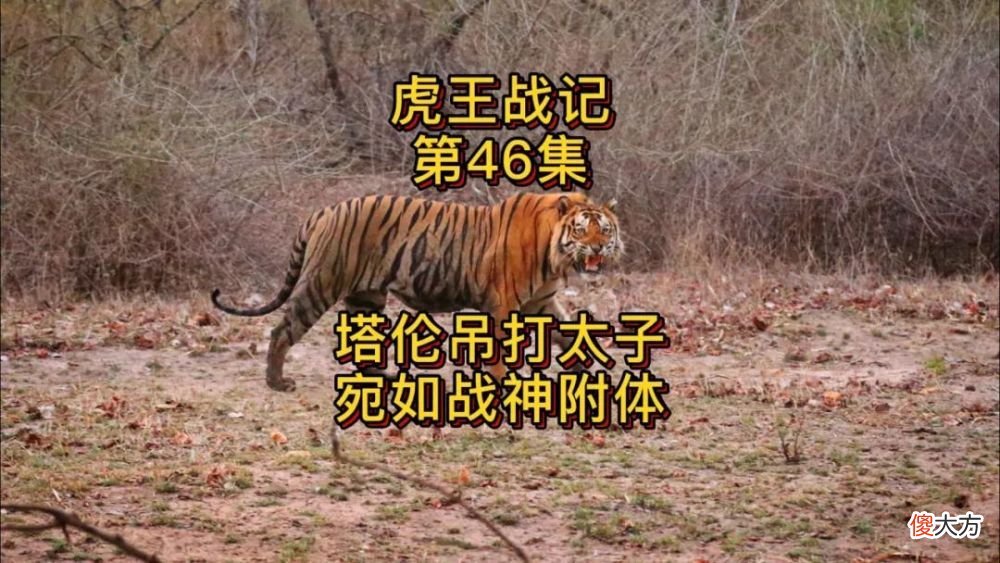 【爱历史】虎王传奇：塔伦吊打太子，宛如战神附体【虎王战记46】