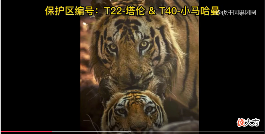【爱历史】虎王传奇：塔伦吊打太子，宛如战神附体【虎王战记46】