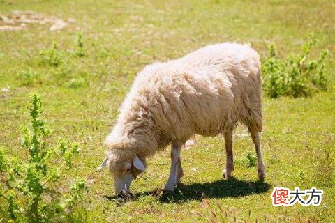 属羊人本命年需要注意什么