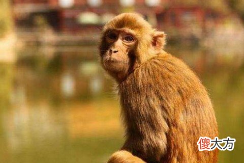 属猴人本命年需要注意什么