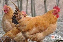 麦玲玲2021年属鸡运程 属鸡2021年全年运势及运程