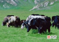 属牛的幸运花是什么花