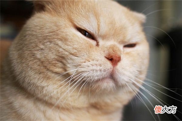 梦见轻视_做梦梦到轻视是什么意思