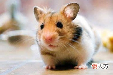 属鼠男人婚姻与命运如何