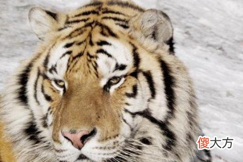 属虎男人婚姻与命运如何