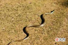 属蛇男人婚姻与命运如何