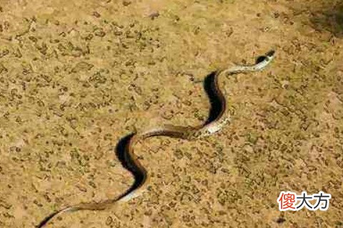 属蛇男人婚姻与命运如何