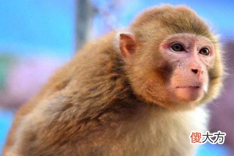 属猴男人婚姻与命运如何
