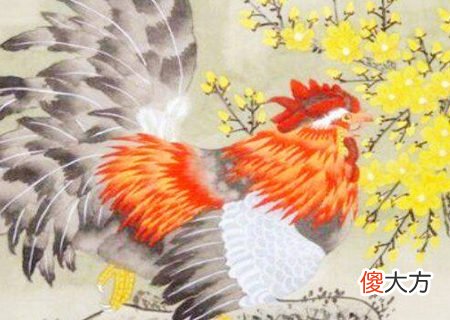 属鸡的幸运花是什么花