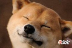 属狗男人婚姻与命运如何
