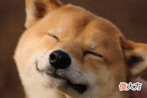 属狗男人婚姻与命运如何
