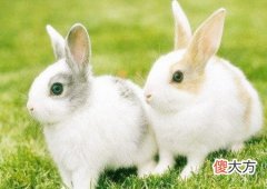属兔的幸运花是什么花