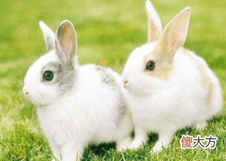 属兔的幸运花是什么花