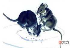 属牛的和属鼠的相配吗