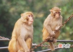 属猴男人的财运好不好