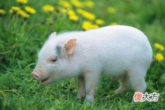 属虎的和属猪的相配吗