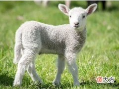 全面分析属羊6月出生是什么命